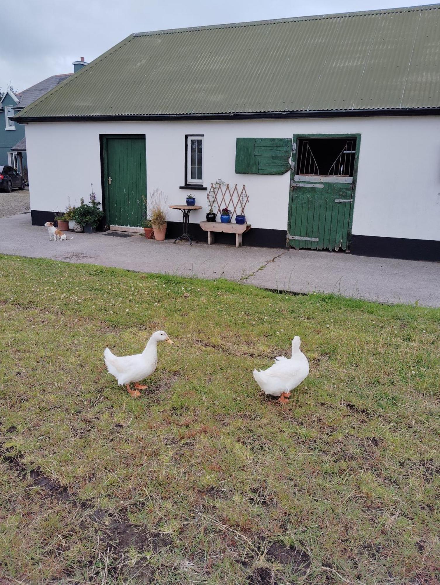 Dromelihy House Stud Guest House Doonbeg Exterior photo